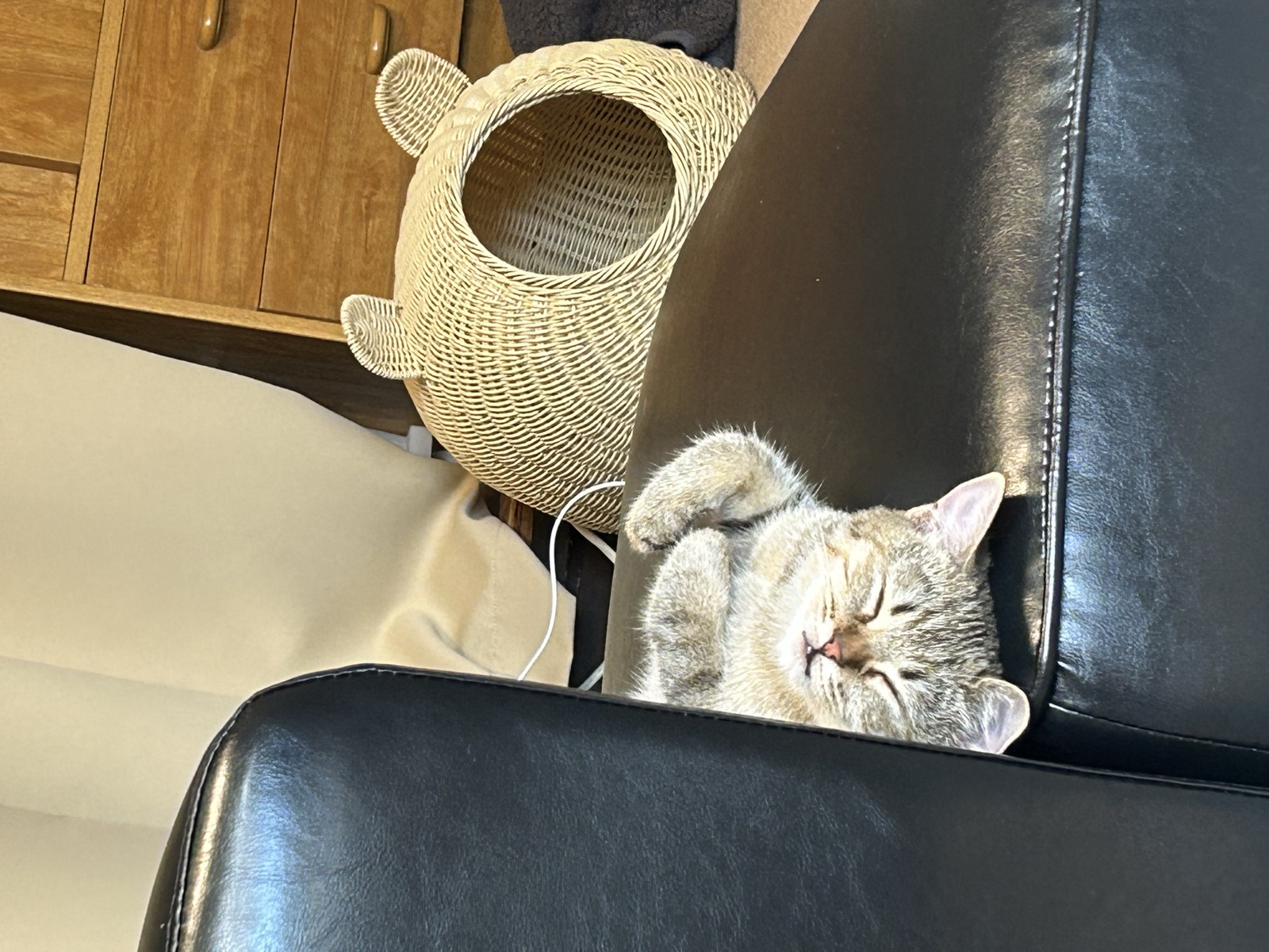 ソファの背もたれでひっくり返って寝ているこまり